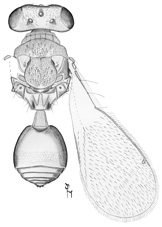 longicornis